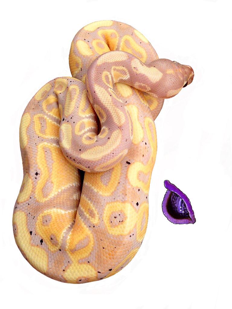 PLGeckos tweet picture