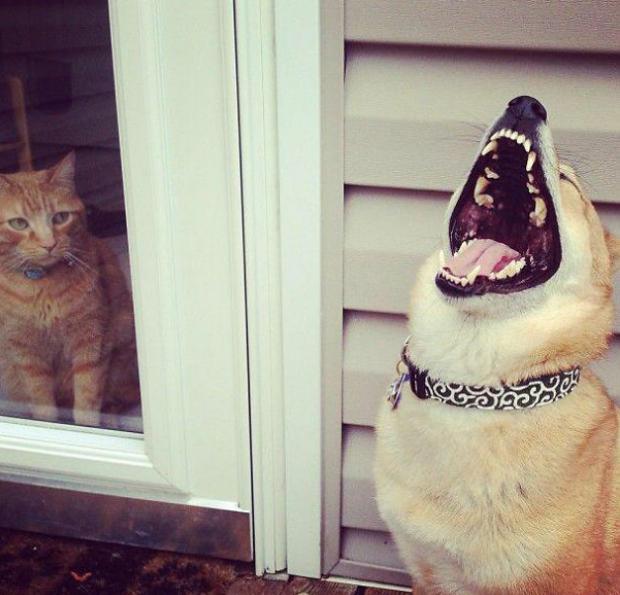 _DogsBollocks's tweet photo. Of course im not letting you out! 😂 http://t.co/FCc1JvdJrx
