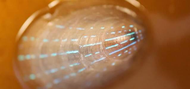 Optical Features of Marine Shells May Unlock Responsive, Transparent Display Tech goo.gl/AQH9Qv #biomimicry