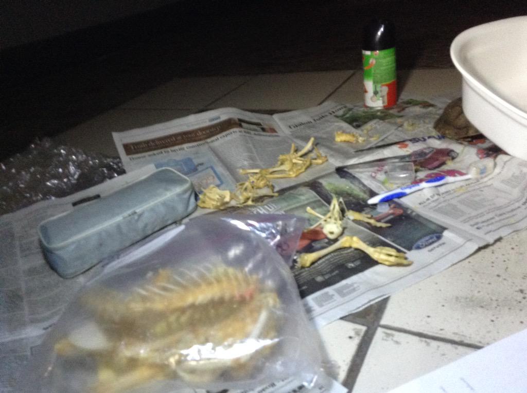 klarongperlas's tweet image. Ambahu nung bones #Bio102