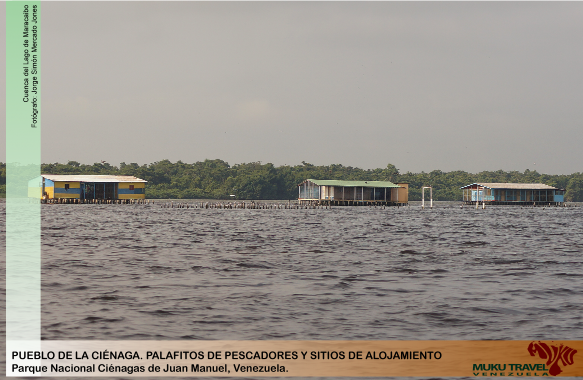 mukuvenezuela's tweet image. #modosdevida Palafitos en el Sur del Lago de Maracaibo-PN Ciénagas de Juan Manuel, viven de la pesca principalmente