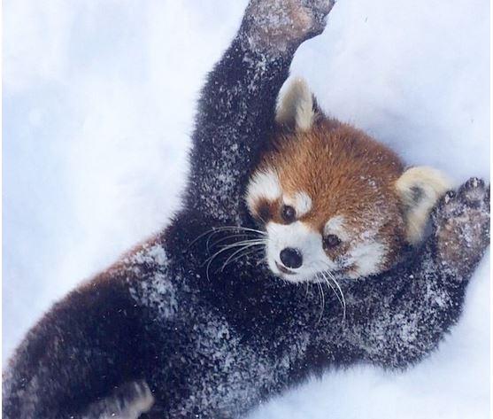 Herdotie's tweet photo. WATCH: These Red Pandas Reacting To Snow Will Be The Cutest Thing You See Today http://t.co/tn6HWuRUbm http://t.co/Qf7ayrXNxs