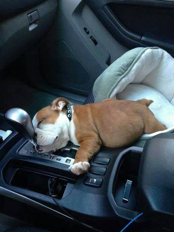 too tired.... #aww #cute #babybulldog