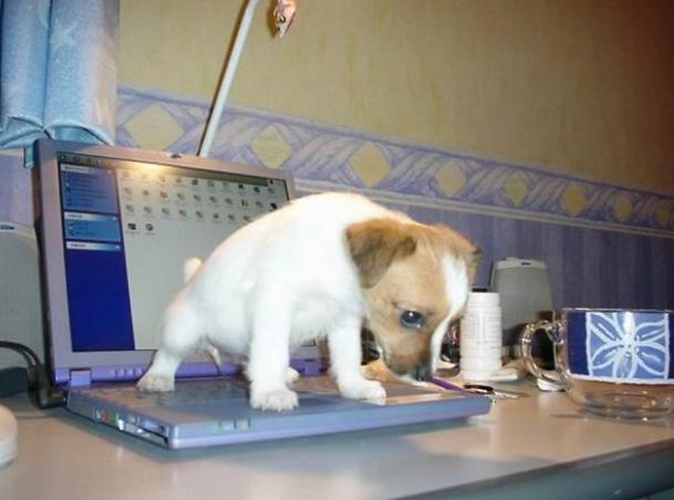 _DogsBollocks's tweet photo. CTRL-ALT-PEE http://t.co/8hyxuF5hay