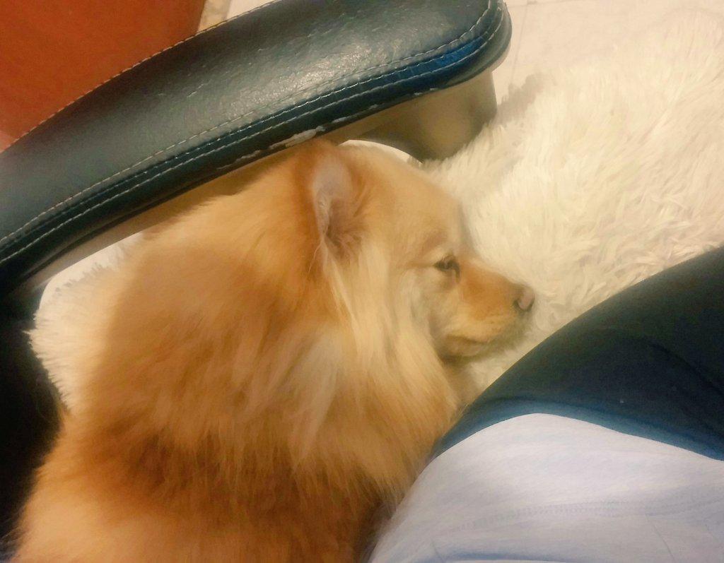 moiKlaudette's tweet image. Cómo se les puede querer tanto a estos peludos? #petAtWork😍