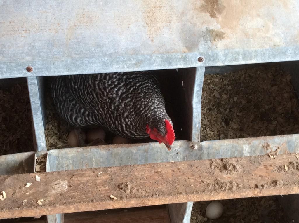CharmingFarming's tweet photo. Oh come on, Speckles! Either you're broody or you're not. Make up your mind. #farm365 #chickens #charmingfarming http://t.co/IJmZM104UT
