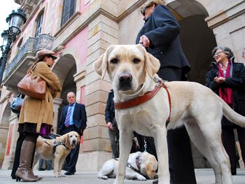 A3Noticias's tweet photo. Perros de asistencia, animales que ayudan a mejorar la vida de las personas [VÍDEO] http://t.co/VPeqJeqM6Z http://t.co/5ICP9wkn8o
