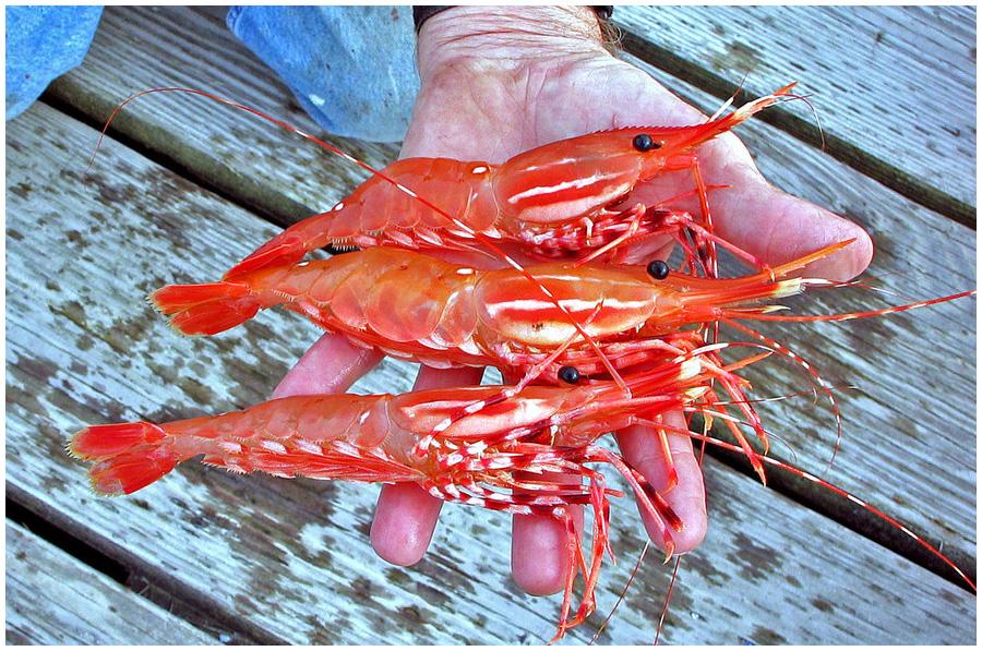 SeaFoodApparel's tweet photo. Alaskan Prawns! http://t.co/Yyg4lzpMuH