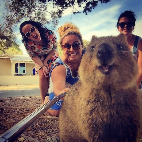 innamagcom's tweet photo. Quokka Selfie Is Cutest Trend In Australia Right Now
LINK ► http://t.co/DWn73N3Qr9
via @innamagcom http://t.co/O4AZIVxBUY