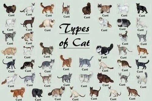 queenofthered's tweet image. types of cats, the only chart you'll ever need [thanks 😹 @pukeahontas_]