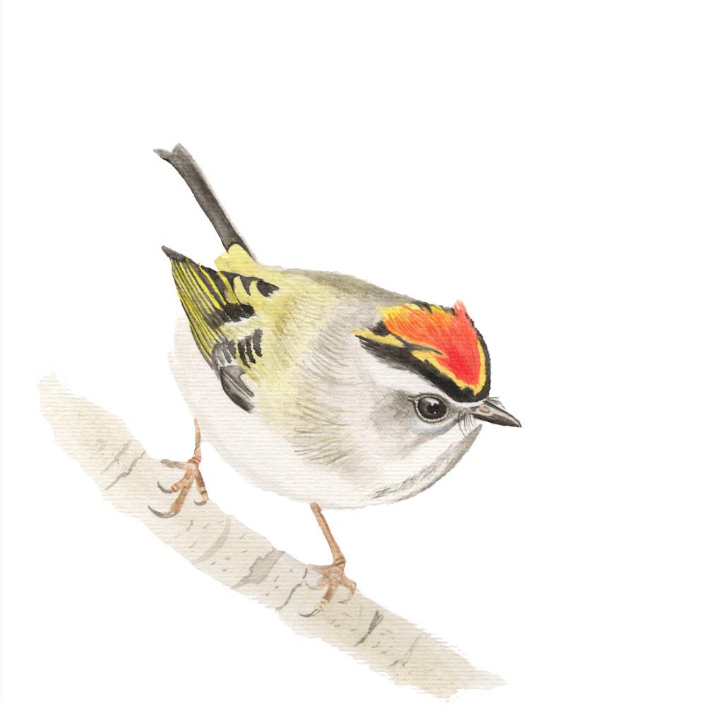 sashaparula's tweet photo. A warm watercolor inspiration: golden-crowned kinglet flame feathers for all of my friends still shivering up north http://t.co/p9wC6PEzL2