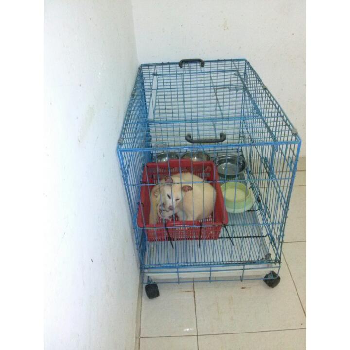 multi_ras's tweet image. Alhamdulillah bisa liat lucy lahiran :)