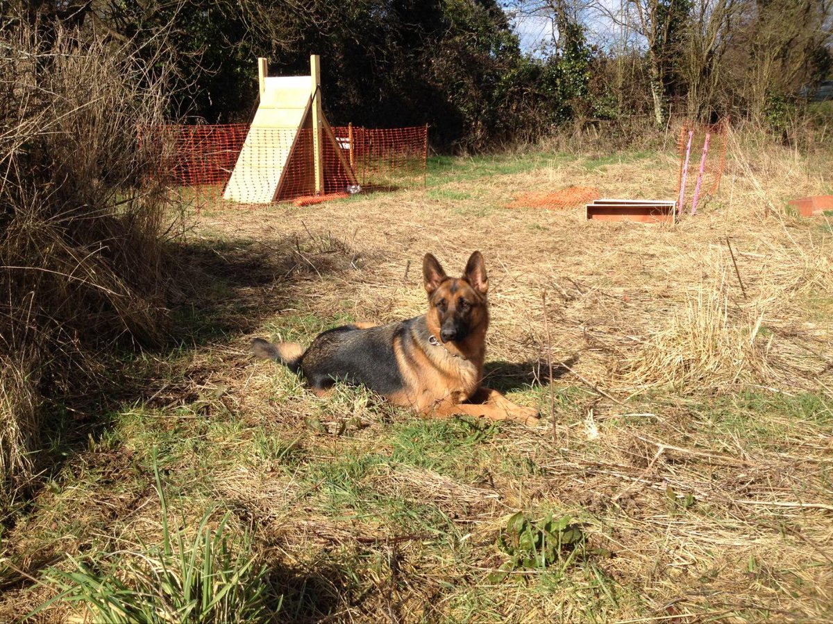 K9Lessons1's tweet image. K9 Lessons working with Acer the GSD and her owner improving agility and obedience during the exercise