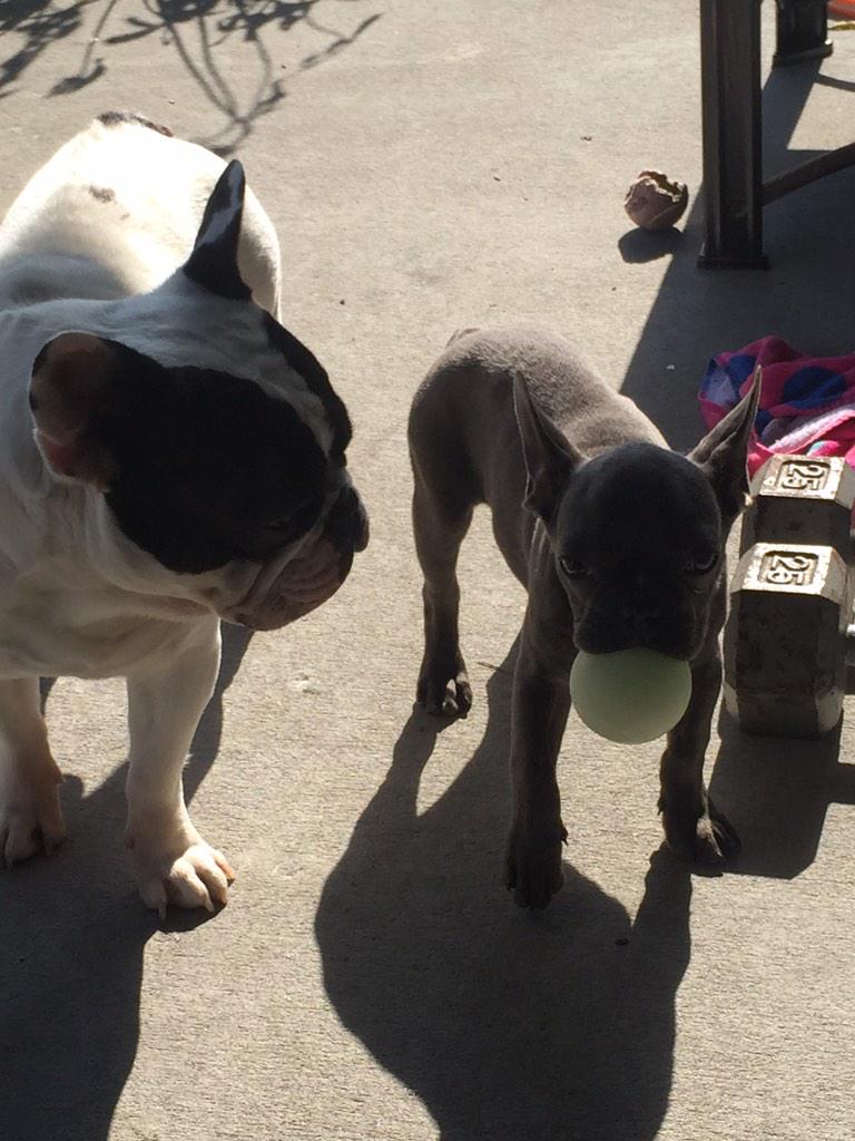 DeBoTheFrenchie's tweet photo. http://t.co/SqZDuOqRcg