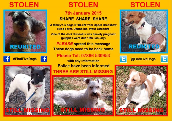 findalfie1's tweet photo. Sugar, mini #schnauzer. She was stolen with 4 others & still missing. Can schnauzer friends help? #findfivedogs http://t.co/xcagTVMjam