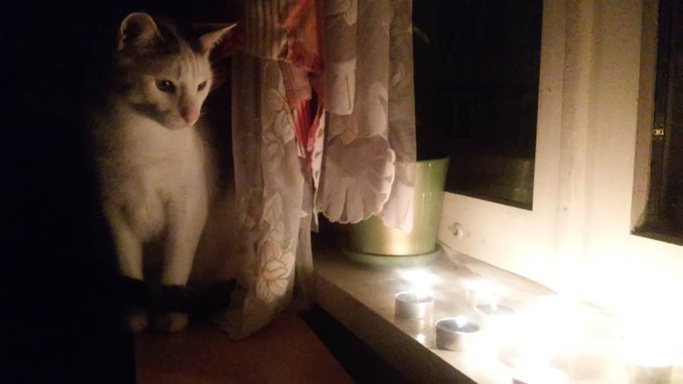 lightsofeirene's tweet photo. котики за мир в Украине! вчера, 1 марта, в 60й день бессрочной акции  #ОгниЭйрены #ОгниМира #Минск http://t.co/Uu0FpMrXeF