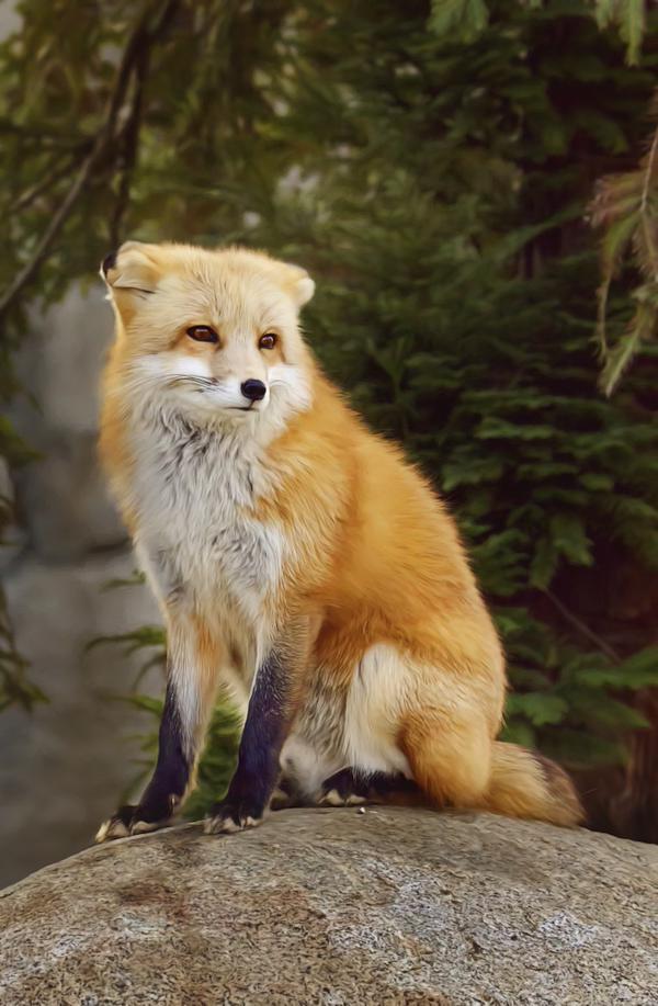 Embedded image permalink