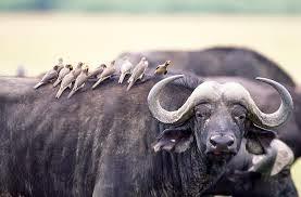 QLSInstitute's tweet image. #Offerings III: #SymbioticIntelligence vs #AtomicIntelligence magicblog.andriehvitimus.com/2015/03/offeri… @AndriehVitimus #Magick