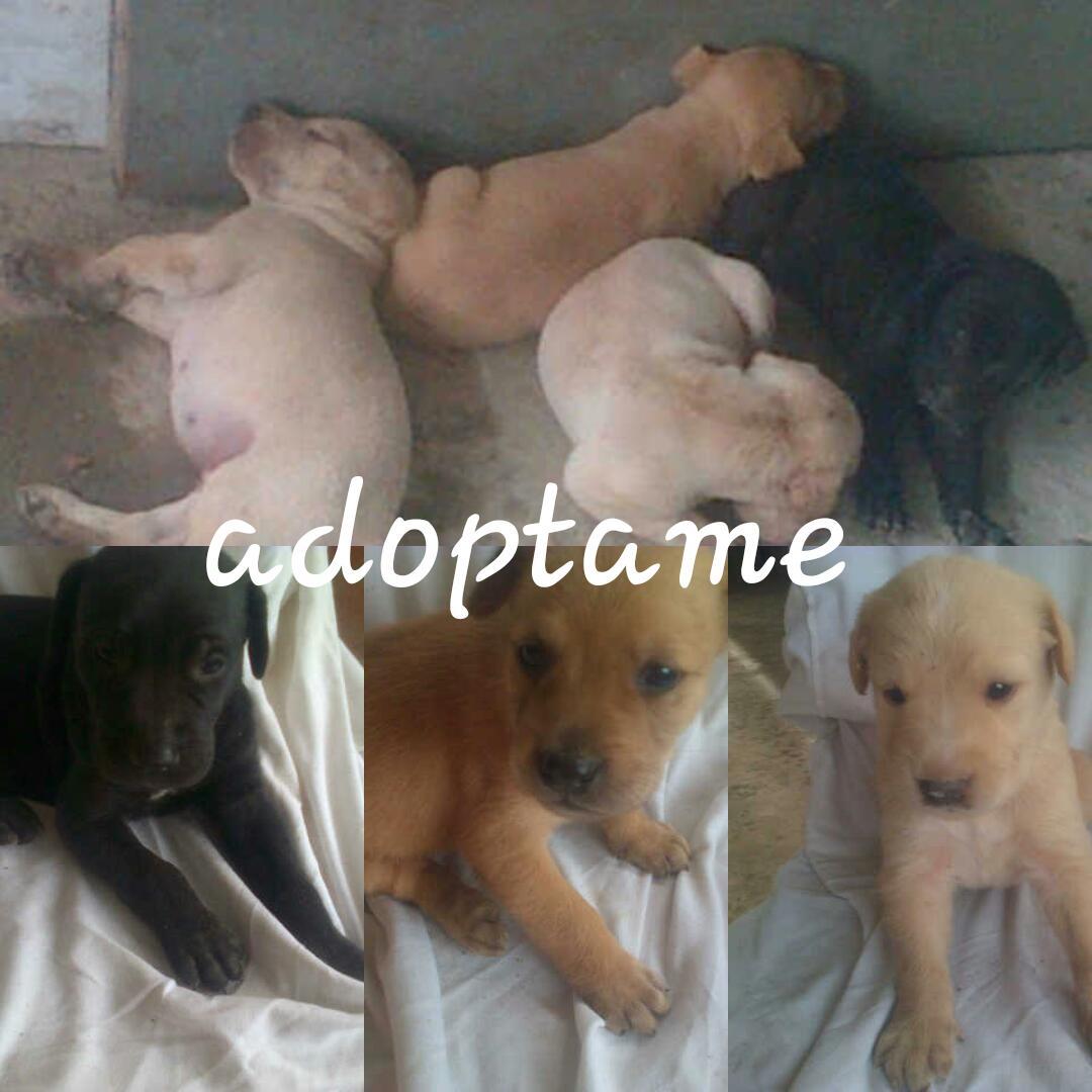 Maripintoh's tweet photo. @MG_HOGARES @BuscoHogarHoy @MilBigotes @RefugioCaricuao @PerrosPCcs @petcarevzla @DankroftK9 @MestizosdeVzla http://t.co/RqwPicHdYH