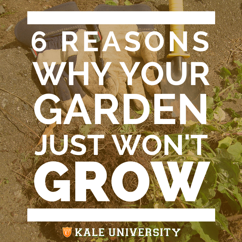 Kale University (KaleUniversity) Twitter