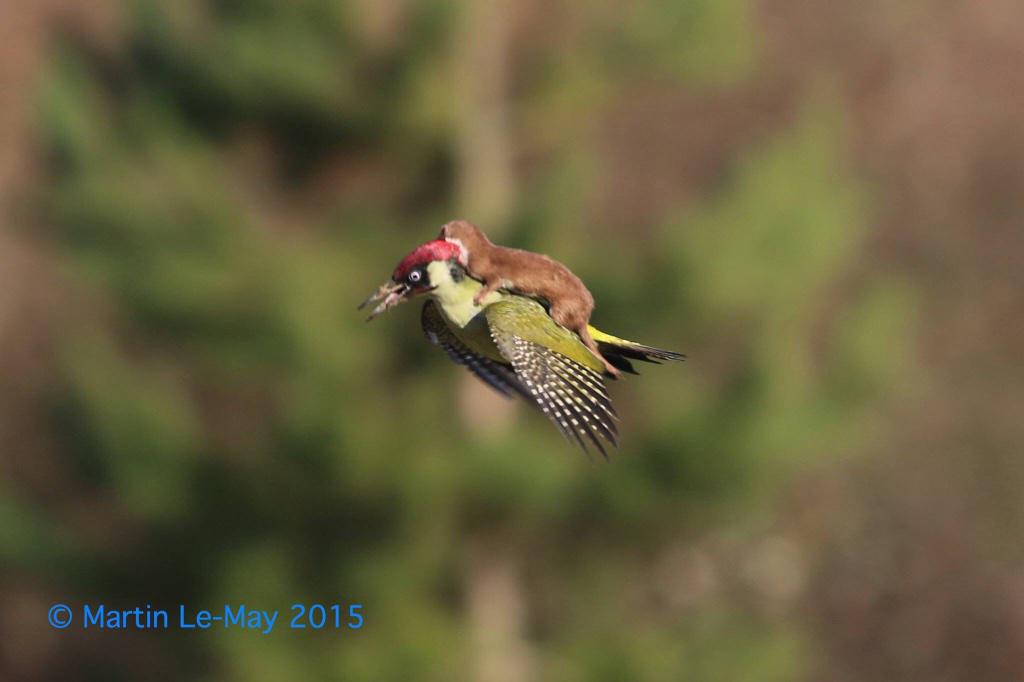 ABSOLUTLEY INCREDIBLE photo by Martin Le-May. Green Woodpecker and Weasel. Apparently the Woodpecker escaped.