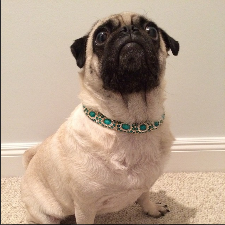 bangle_babe's tweet photo. Got a case of the Mondays? Instagram's XenaWarriorPug in our Sagaponack will make you smile! #pugs #banglebangle http://t.co/ZbazPMewVT