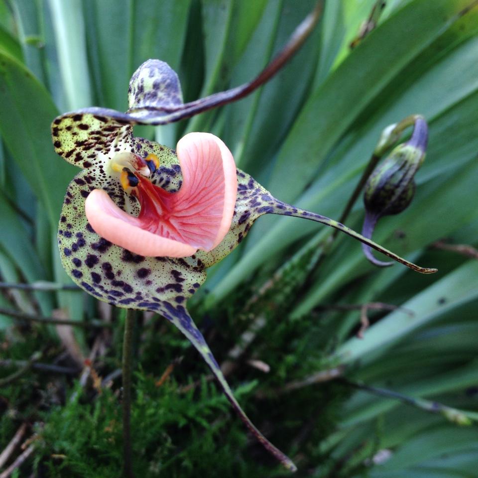 Dracula chestertonii from the Colombian cloud forest flowering <a href="/TheBotanics/">Royal Botanic Garden Edinburgh</a> #RBGEhort