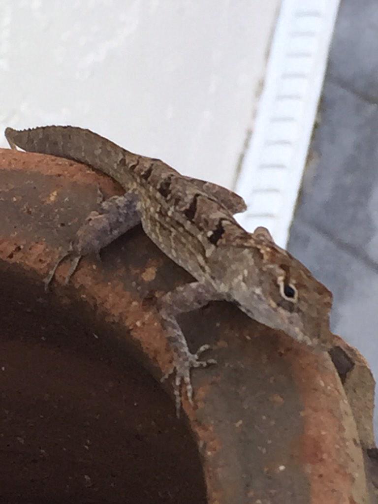 ocktalks's tweet image. &quot;See that car over there?&quot; #GeikoGecko #Aussieaccent #ohyeahyoublend #mycousinvinny