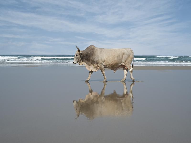 Güney Afrika Öküzlerinin Sahil Keyfi bit.ly/1E8DHy8  #iyikafa