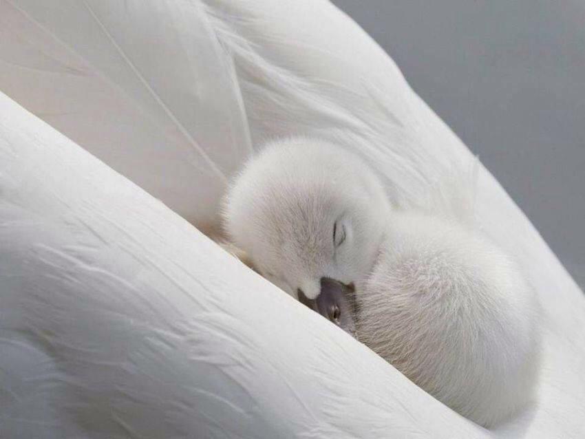 Candy_Cage's tweet photo. @MicaelaGattaP: @vitali_giuseppe @lisalucab
@Presanella27 @Baby970 @leone4964 @960Sonia @robertore62
#secureness http://t.co/SRhx2UUBss