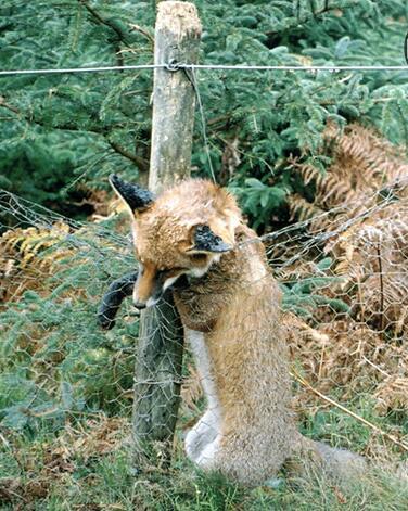 FAUNAWildlife1's tweet photo. Cruel & indiscriminate Please watch &
Sign to BAN SNARES: http://t.co/eidqu5cVAj @LeagueACS #StopSnaring #SnareAware http://t.co/rdg6qso3dQ