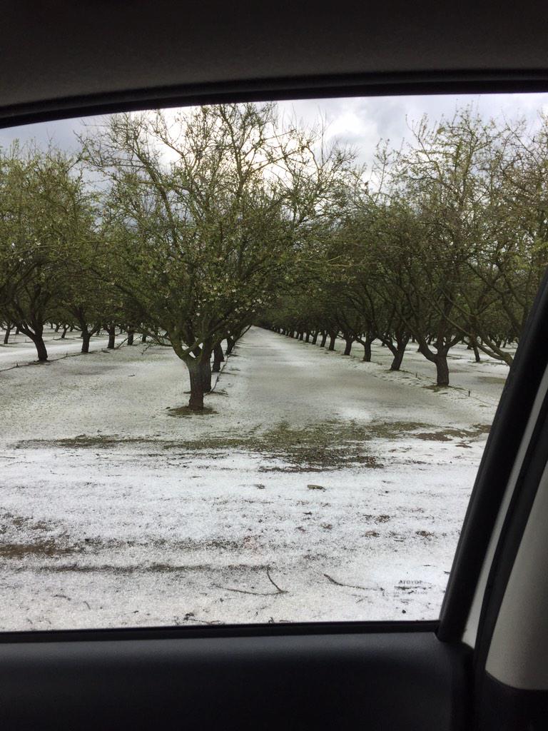 dsissomCCA's tweet photo. Will take any kind of moisture, but hail is not the first option for the almonds. @agfaxwest @almondboard @on_agfax http://t.co/6ImJ2GB6tH