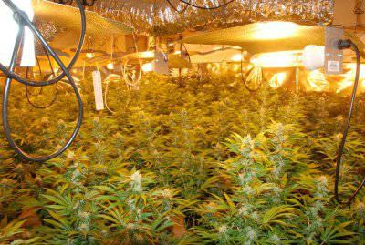 Pot_Daily tweet picture