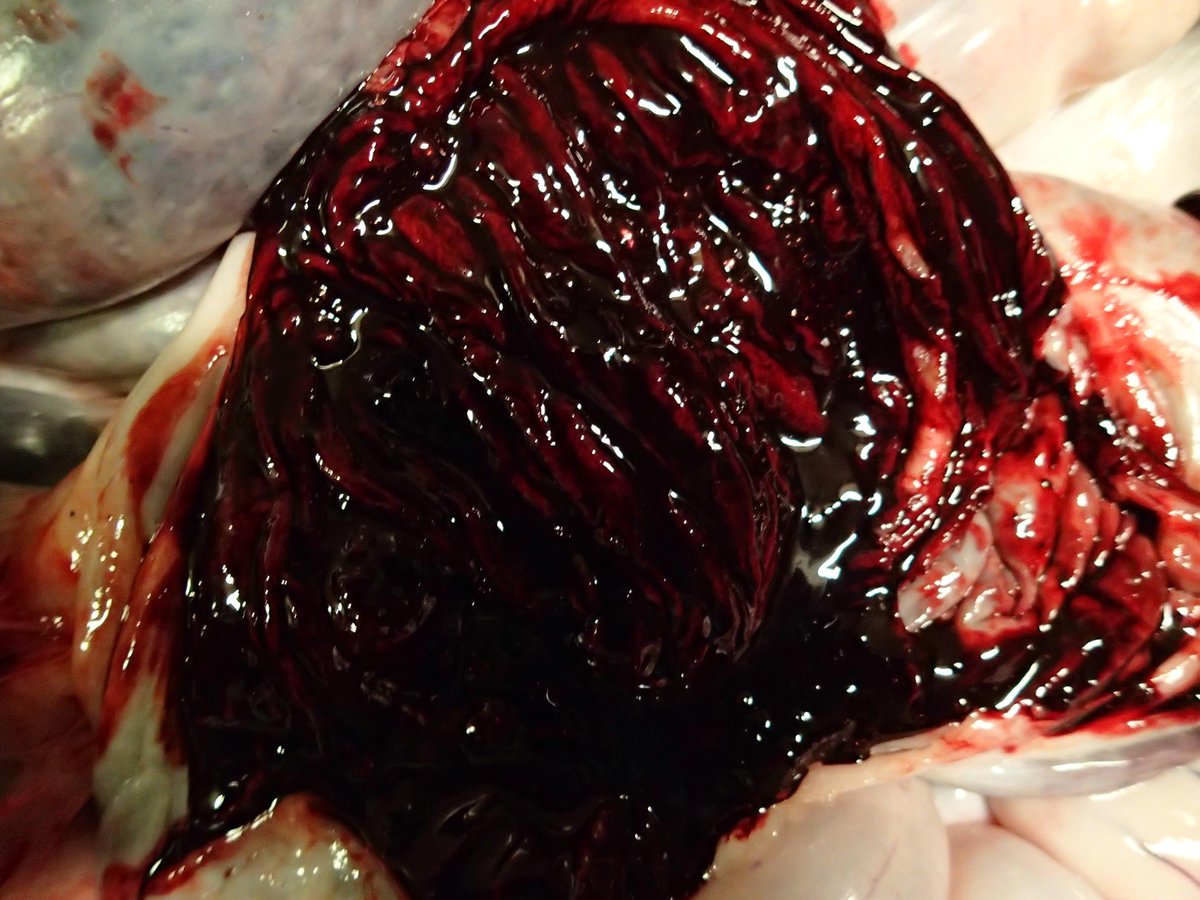 EganBrockhoff's tweet image. #Ileitis. This #unvaccinated gilt will increase the risk to the entire #vaccinated herd. #shedding #fecaloral