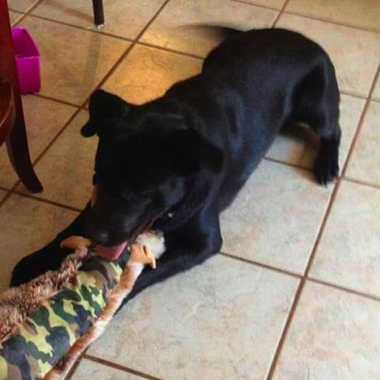 DogRescue2014's tweet photo. Gunner needs a home! If you live near #FortWorth #TX and can foster this awesome Lab mix boy contact @NinjaPawsRescue http://t.co/Th3q8tuqZ6