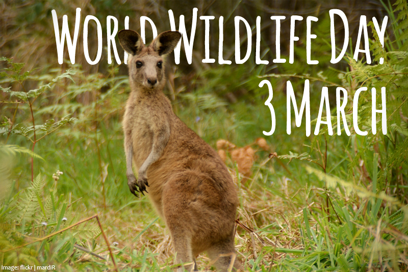 RSPCA's tweet photo. Celebrate Australia's unique and diverse native animals on #WorldWildlifeDay http://t.co/OilDlaMSw4 http://t.co/KUS4wPVsI8