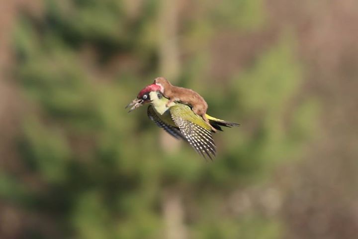 In this photo, I am the baby weasel and coffee is the woodpecker.