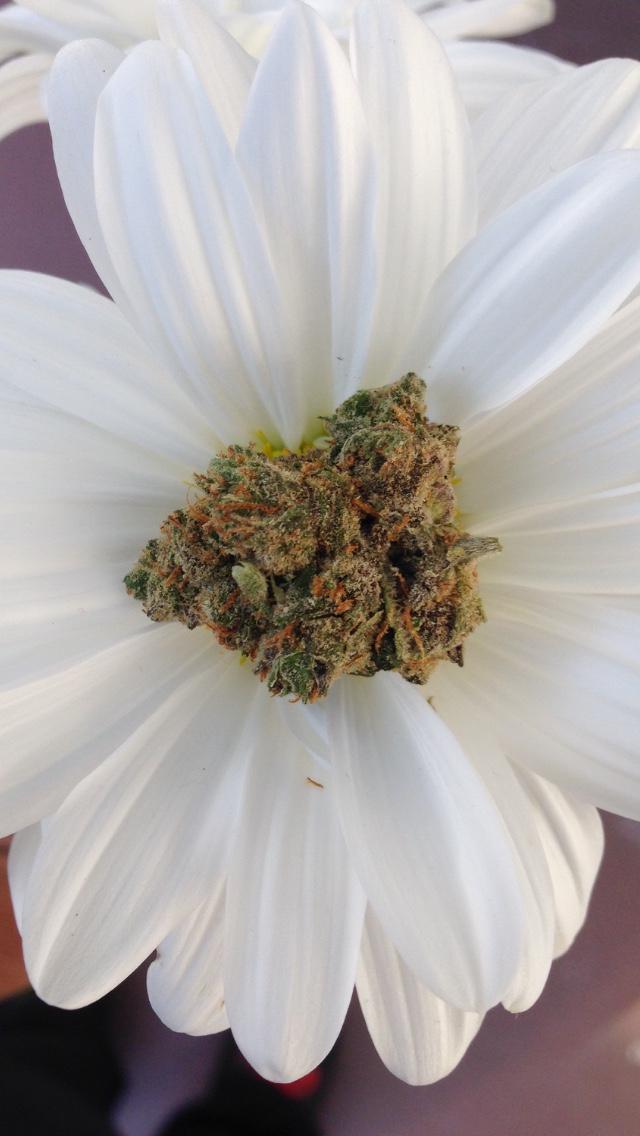 WhenUHigh's tweet image. Flower weed