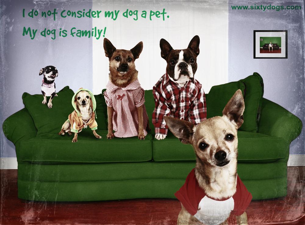 sixtydogs's tweet image. Australia's newest site to connect with #registeredbreeders sixtydogs.com