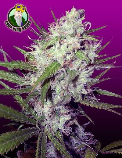 CannabisTrainU's tweet photo. Check out Dark Angel from Crop King Seeds!

http://t.co/LBh8mHfMmE

@cropkingseeds 

#seedbanks #cannabis #marijuana http://t.co/Bb8hvNGha5