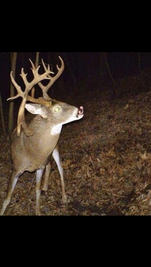 MeadowsOutdoors's tweet photo. I believe in monsters that come out at night.. #MeadowsOutdoors http://t.co/Wyj5kO2y9h