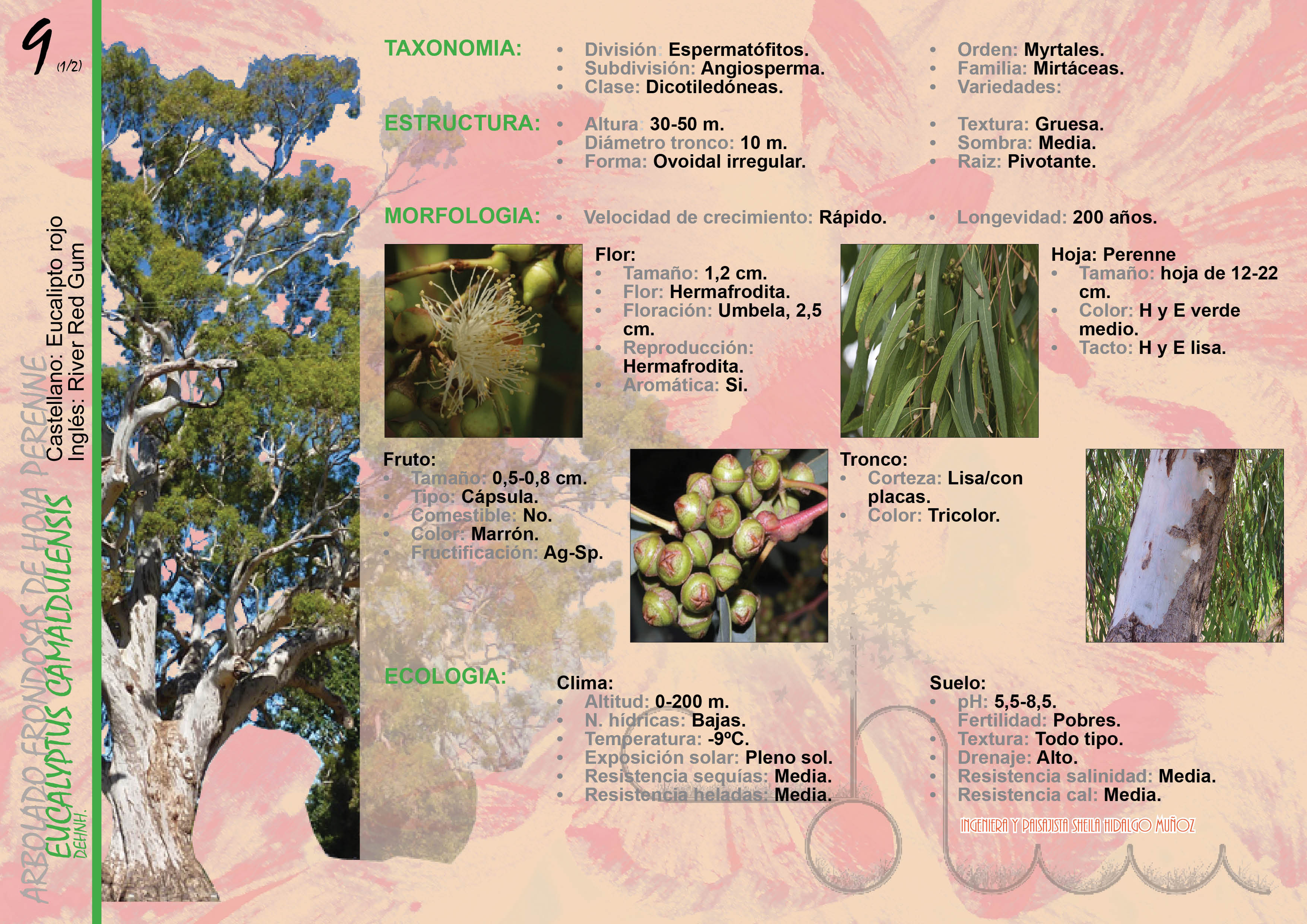 deshonesto Inactividad En otras palabras Sheila Hidalgo Muñoz on Twitter: "Ficha botánica: Eucapyltus camaldulensis,  ó eucalipto rojo. https://t.co/2Dh54rpgCu #botanica #paisajismo #jardín  http://t.co/vez9JDJUbz" / Twitter