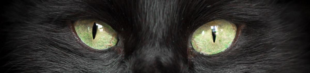 IJPDesign's tweet image. Enter our superstitions comp for a chance to win Ian Poulter's lucky shirt &amp;gt; Enter here ijpdesign.com/global/race-to…