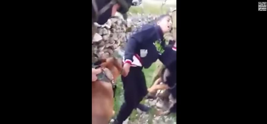 indy100's tweet image. Disturbing leaked footage shows Israeli soldiers 'setting dogs on Palestinian teen' i100.io/qLJfMJS
