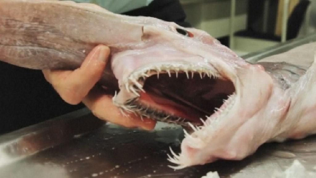 Bfmtv Video Un Requin Lutin Prehistorique Peche Au Large De L Australie Http T Co mqcro7cm Http T Co 8tpmnhfuds