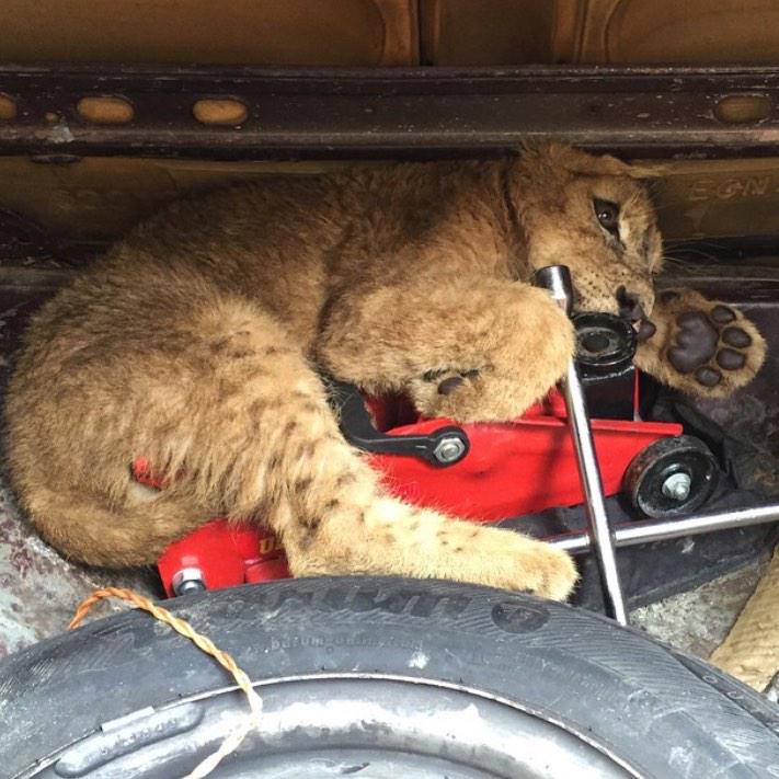 BJWTfoundation's tweet image. how black jaguar white tiger rescued #labai he had latex, rocks, leather, and shoelaces in his stomach.