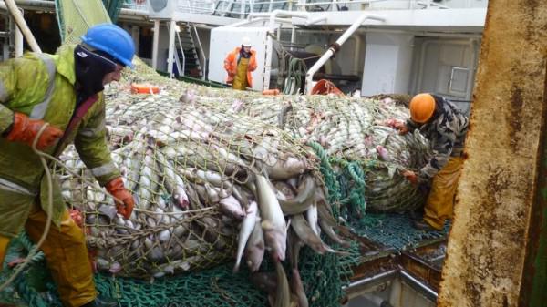 Seasaver's tweet photo. Happy #WorldWildlifeDay! We take a staggering 90 million tons of wildlife out of the ocean every year. #overfishing http://t.co/X4FqcLlcaV