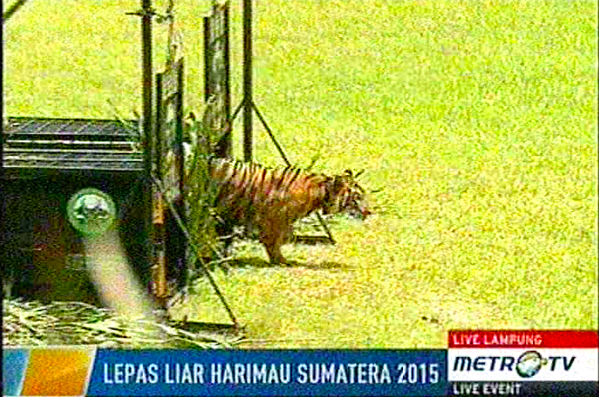 SumatraTigers's tweet photo. Panti &amp; Petir have been released #sumatrantiger #HarimauSumateraTWNC @TigerTimeNow  @Tigers4EverCTS http://t.co/aDKZLN1fDe