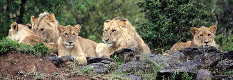 FAOForestry's tweet photo. Happy #WorldWildlifeDay! #dyk #UNFAO 1 of 13 organizations working 4 sust. wildlife mngment? http://t.co/Ksx5gGSRwS http://t.co/iunDx4DQKB