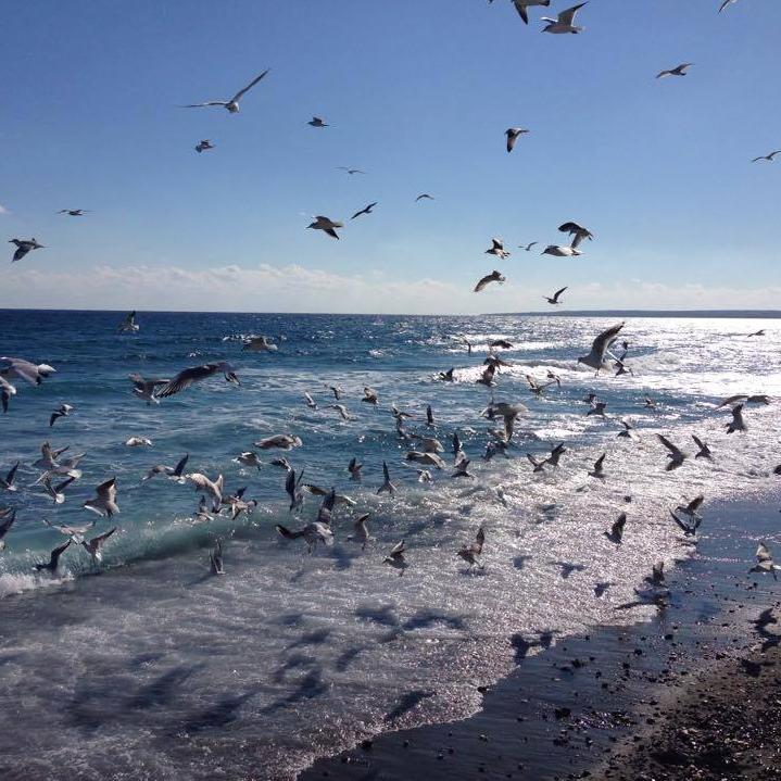 NovostiKipra's tweet photo. Доброе утро!
#кипр #остров #море #пальмы #отдых #cyprus #утро http://t.co/oxqS2pbsfs